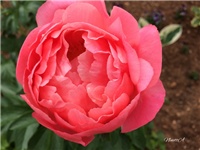 03a92f6f-20170504 Ri božur c.jpg